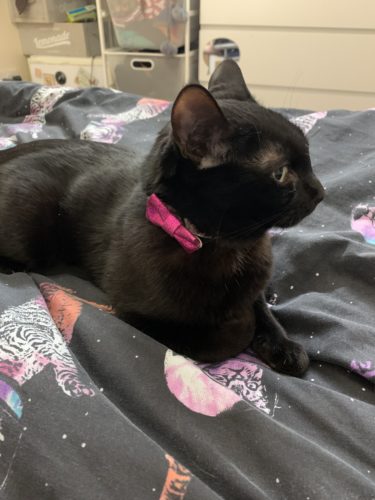 Meet Bonnie